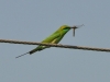 Puri