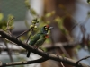 Palastvogel